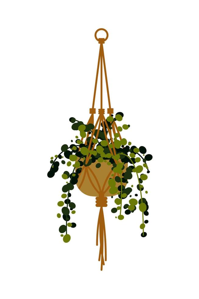 illustration vectorielle d'une plante grimpante en pot isolée sur blanc. plante d'intérieur dans un cache-pot. élément de design d'intérieur. vecteur