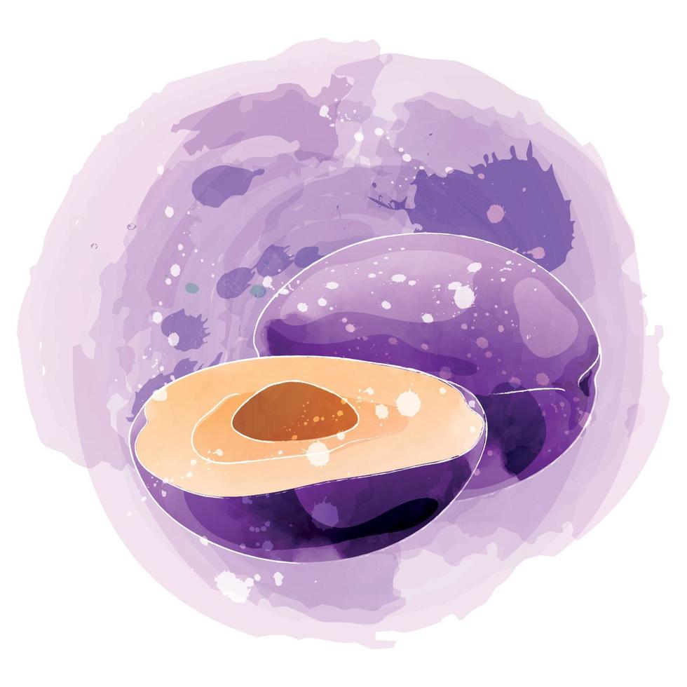 illustration clipart aquarelle prune avec fond violet. vecteur
