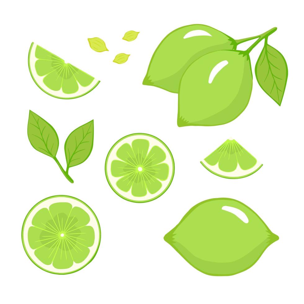 fruits citron vert avec des tranches et des feuilles sur fond blanc. ensemble de chaux. illustration vectorielle pour l'impression, les fonds d'écran, les emballages, les cartes de voeux, les affiches, le textile, le design saisonnier. vecteur