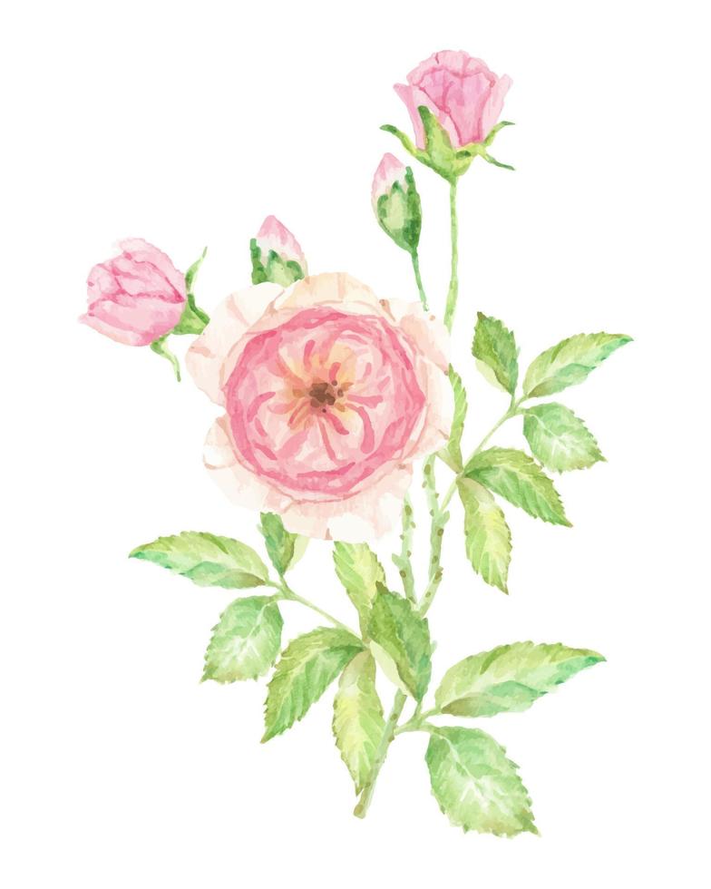 aquarelle beau bouquet de branche de fleur rose anglais isolé sur fond blanc vecteur