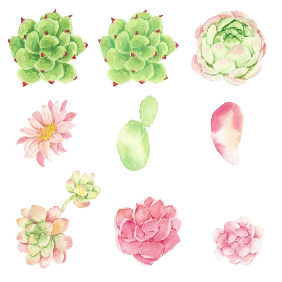 aquarelle cactus et collection d'éléments succulents isolés sur fond blanc vecteur