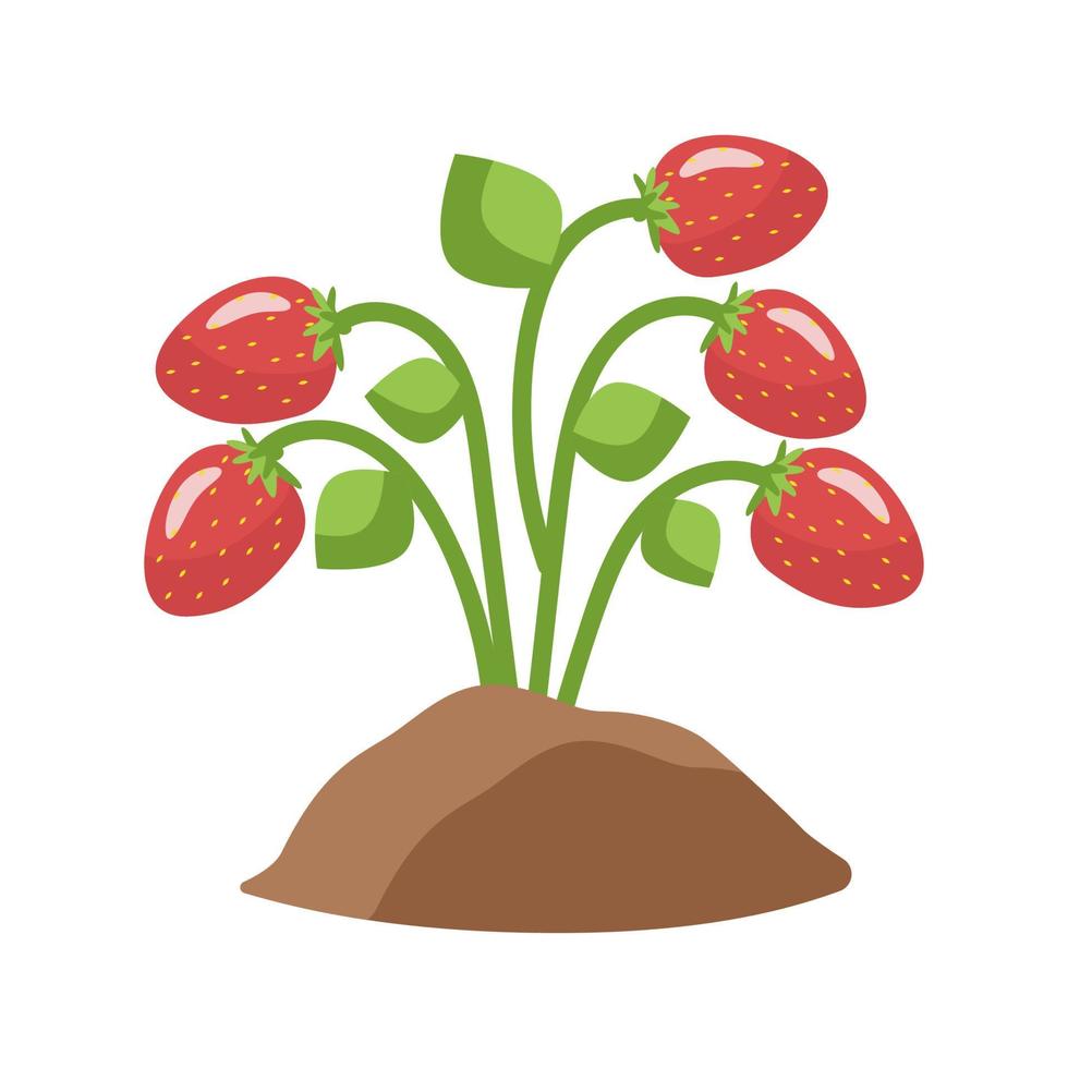 buisson de fraises aux baies rouges mûres. l'illustration vectorielle botanique est isolée. pour cartes postales, design ou décoration vecteur