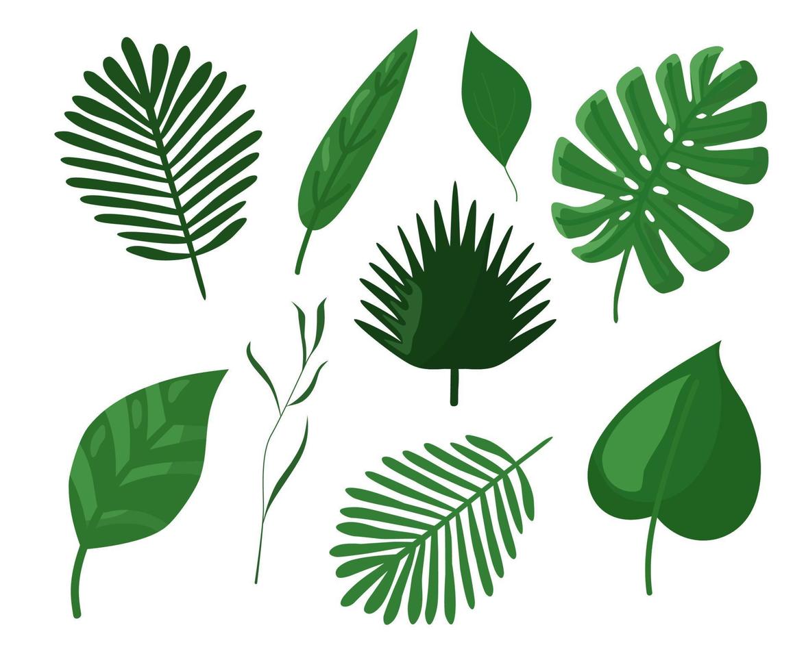 feuilles tropicales. vecteur botanique. dans le style du dessin à la main.