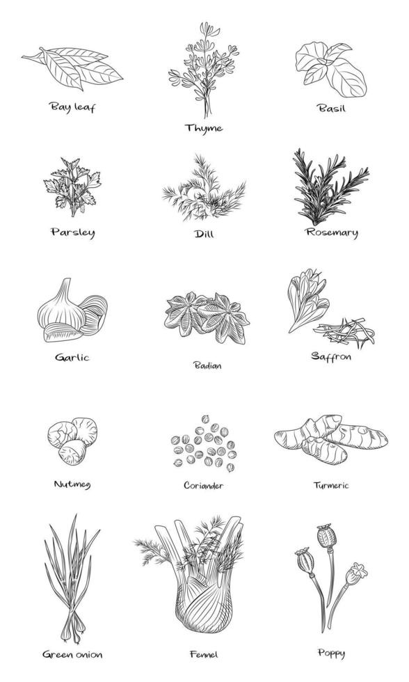 ensemble d'herbes culinaires. fenouil, oignon vert, curcuma, coriandre, muscade, safran, badiane, romarin, aneth, persil, basilic. vecteur