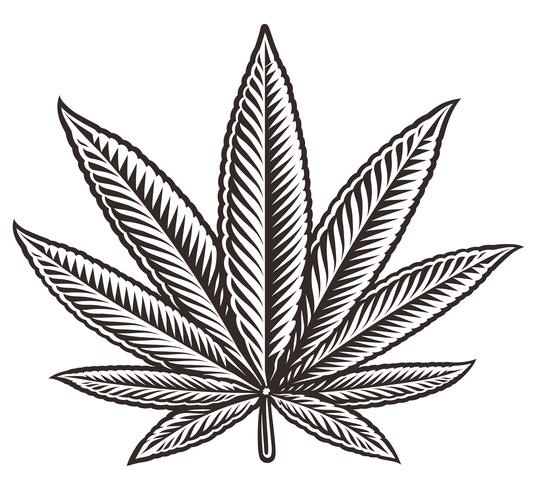 Illustration vectorielle d&#39;une feuille de cannabis vecteur