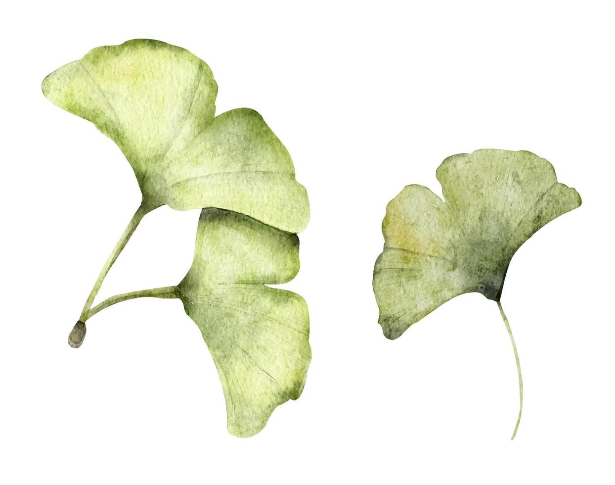 ensemble de feuilles de ginkgo. illustration aquarelle. vecteur