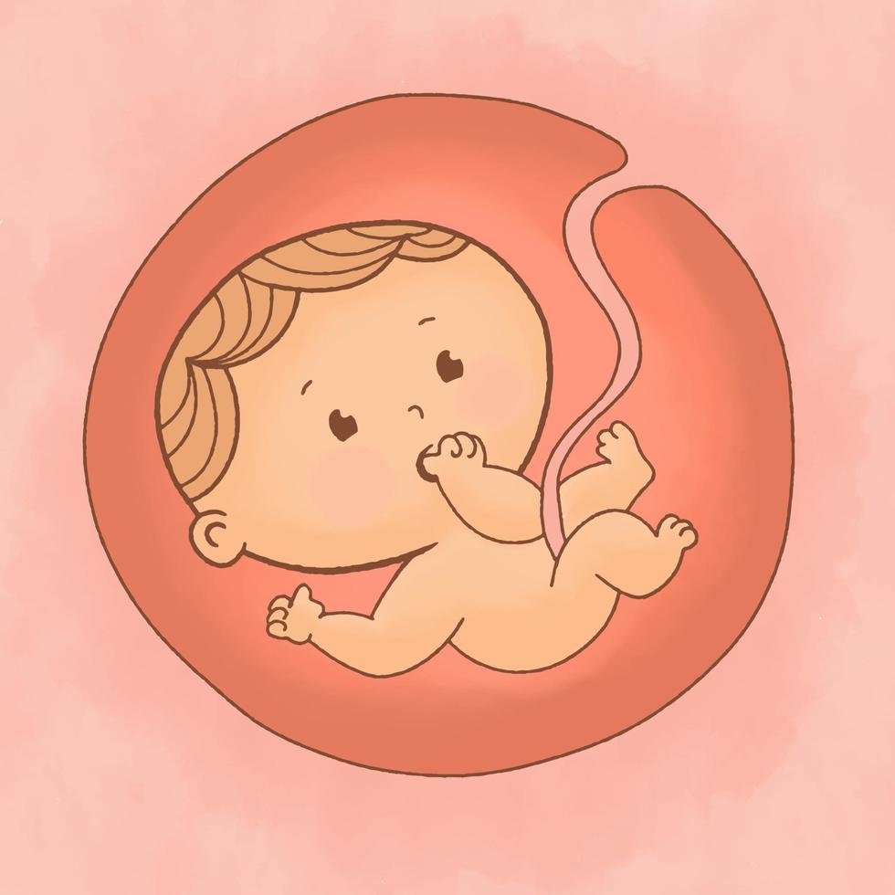 fœtus dans l'utérus, bébé bien-aimé. vecteur