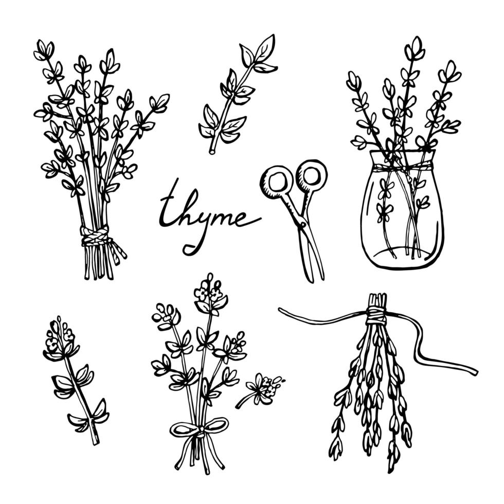 ensemble de branches de thym dessinées à la main et tas d'illustrations vectorielles isolées sur blanc. vecteur