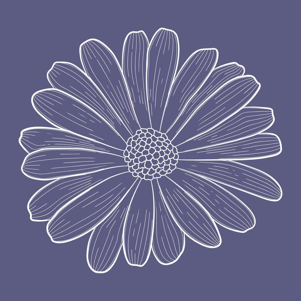 fleur décorative cortulaire de vecteur. élément isolé clair sur fond violet foncé vecteur