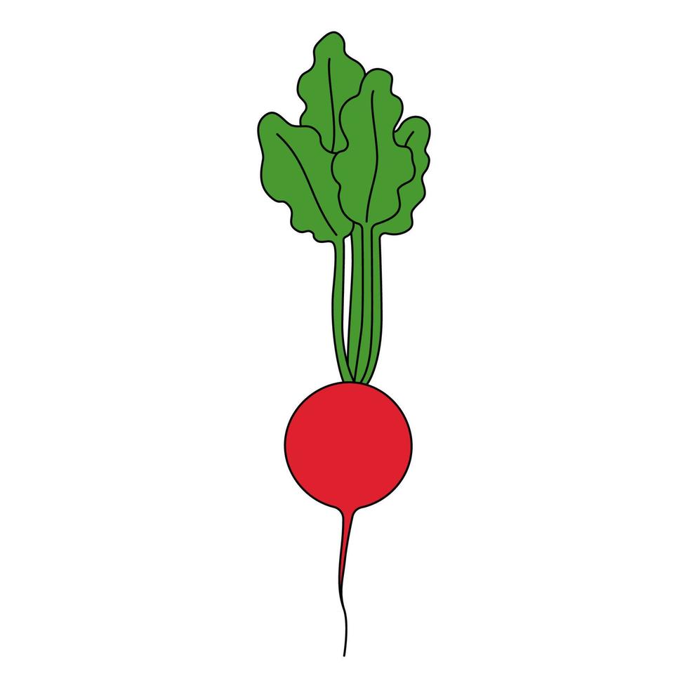 illustration de vecteur de dessin animé de radis isolé sur fond blanc. légume frais mûr pour la cuisson, source de vitamines