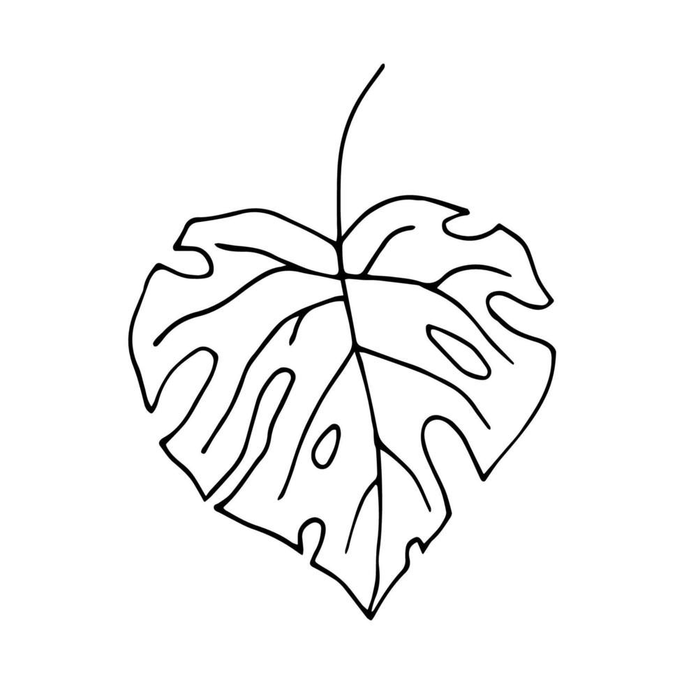 feuille tropicale avec des trous. illustration vectorielle dans un style doodle isolé sur fond blanc. feuille de monstera dessinée à la main pour la conception de sites Web vecteur