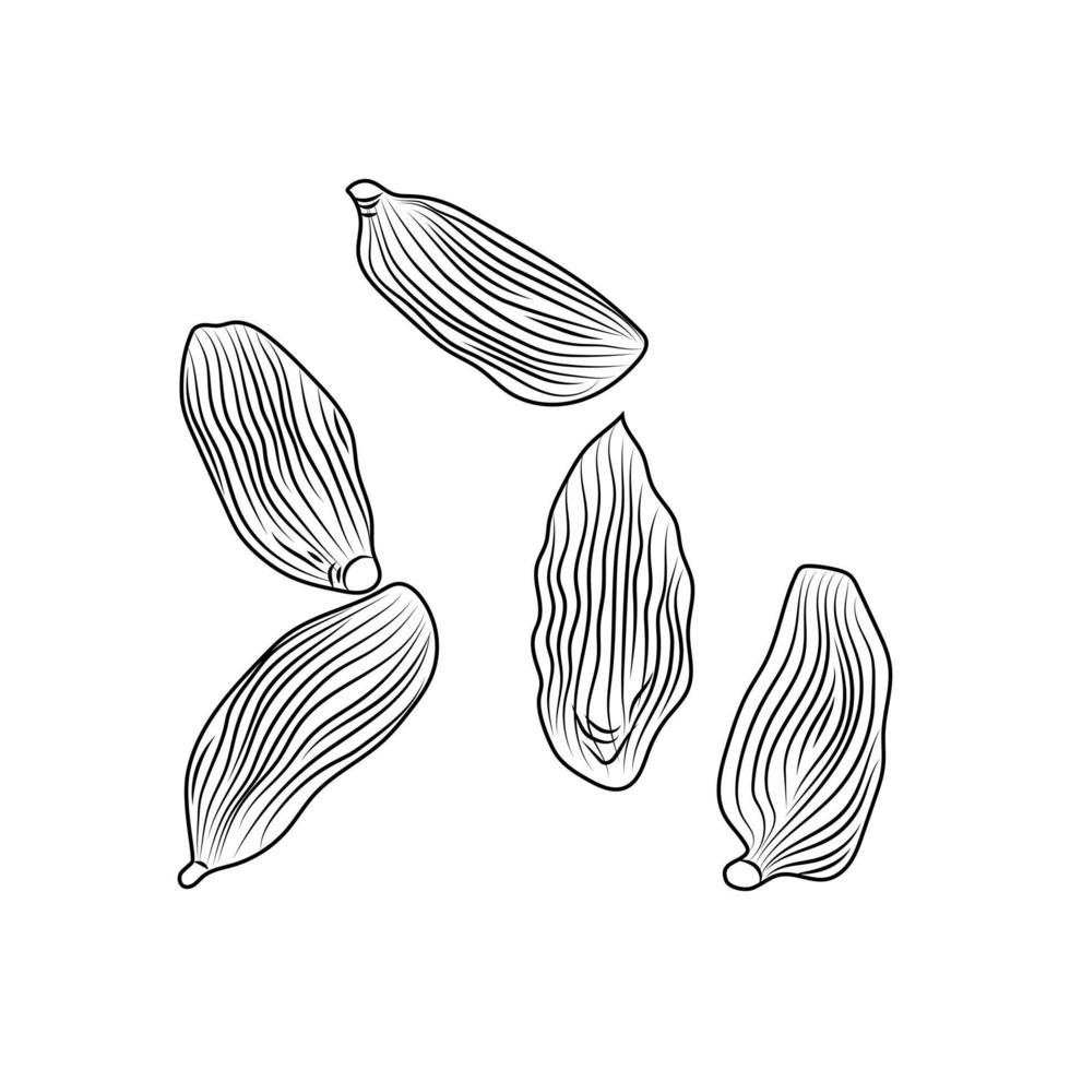 cardamome sèche dessinée à la main isolée sur fond blanc. vecteur