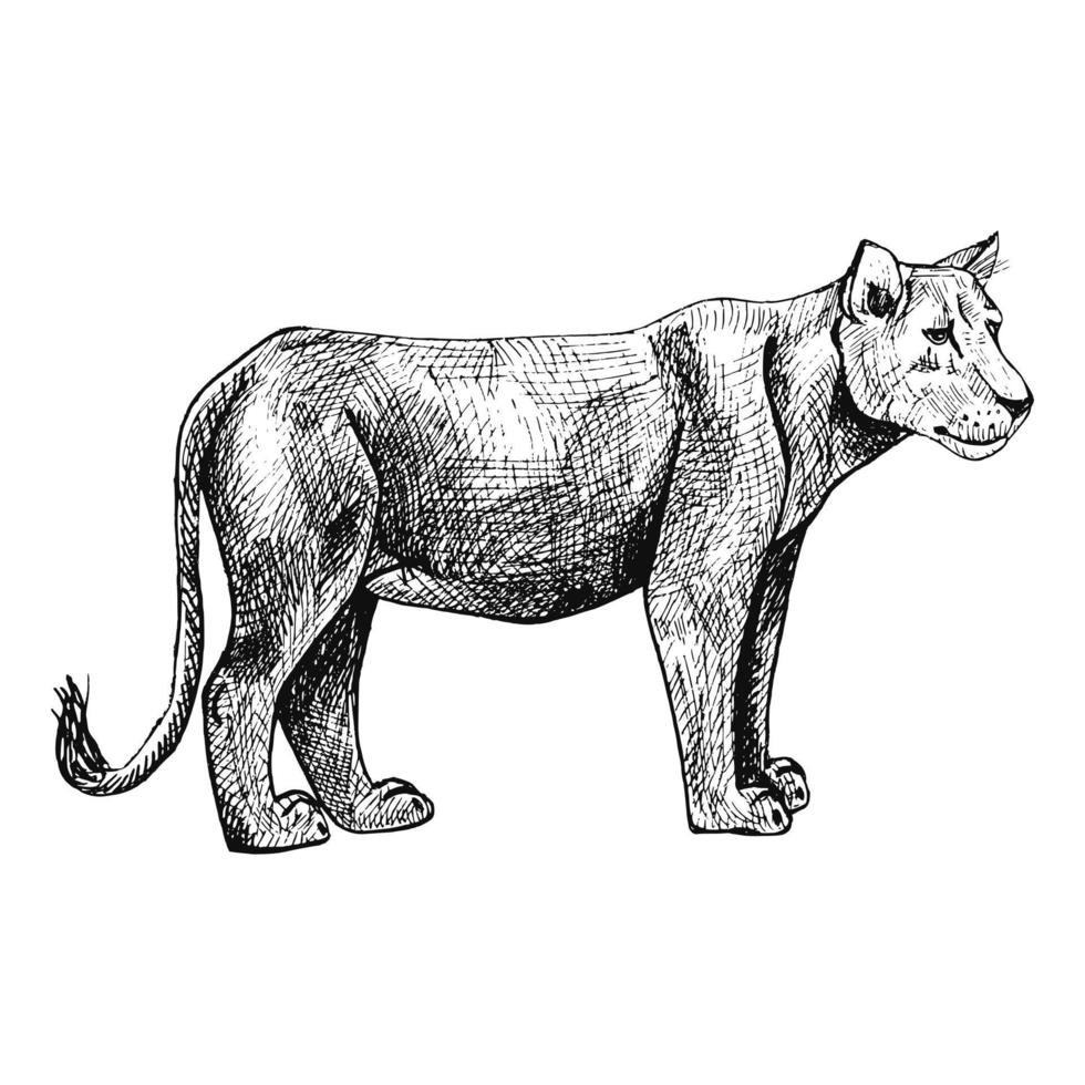 lionne isolée sur fond blanc. croquis prédateur graphique de la savane dans le style de gravure. vecteur