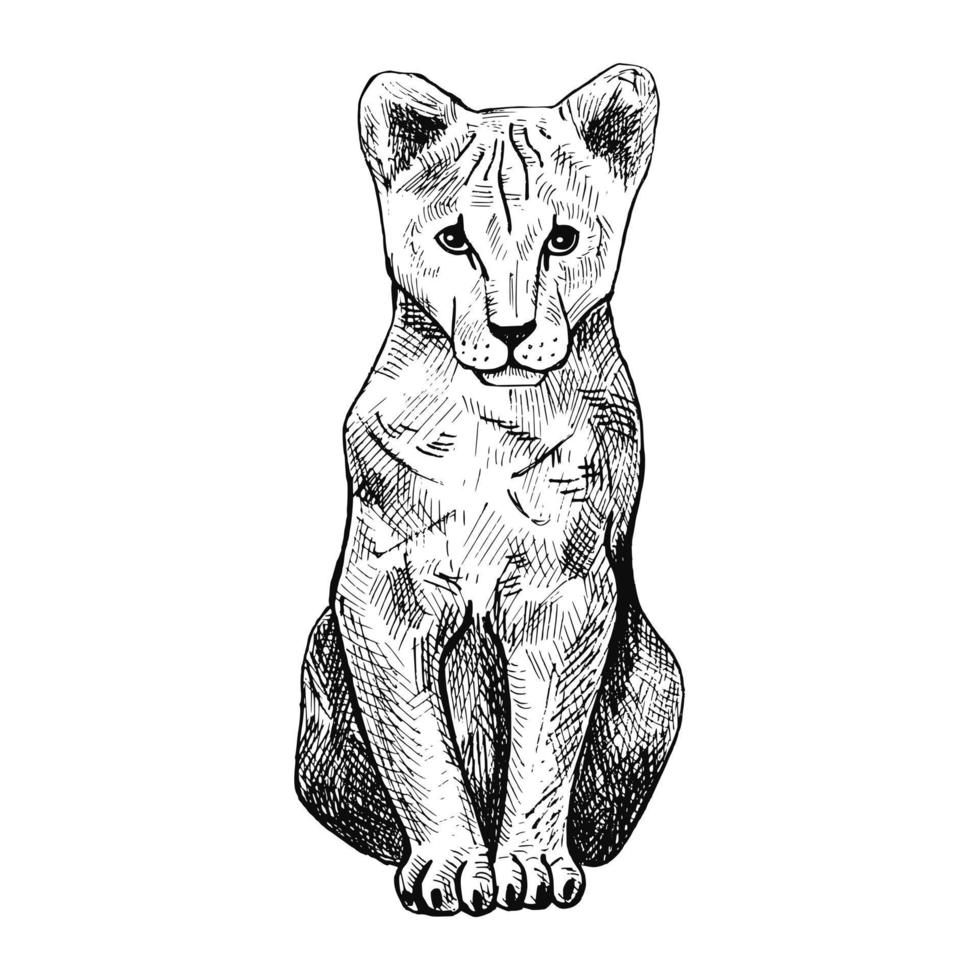 le lionceau isolé sur fond blanc. croquis graphique kid prédateur de la savane dans le style de gravure. vecteur