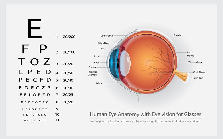 Anatomie de l&#39;oeil humain avec une vision pour les lunettes Illustration vectorielle vecteur