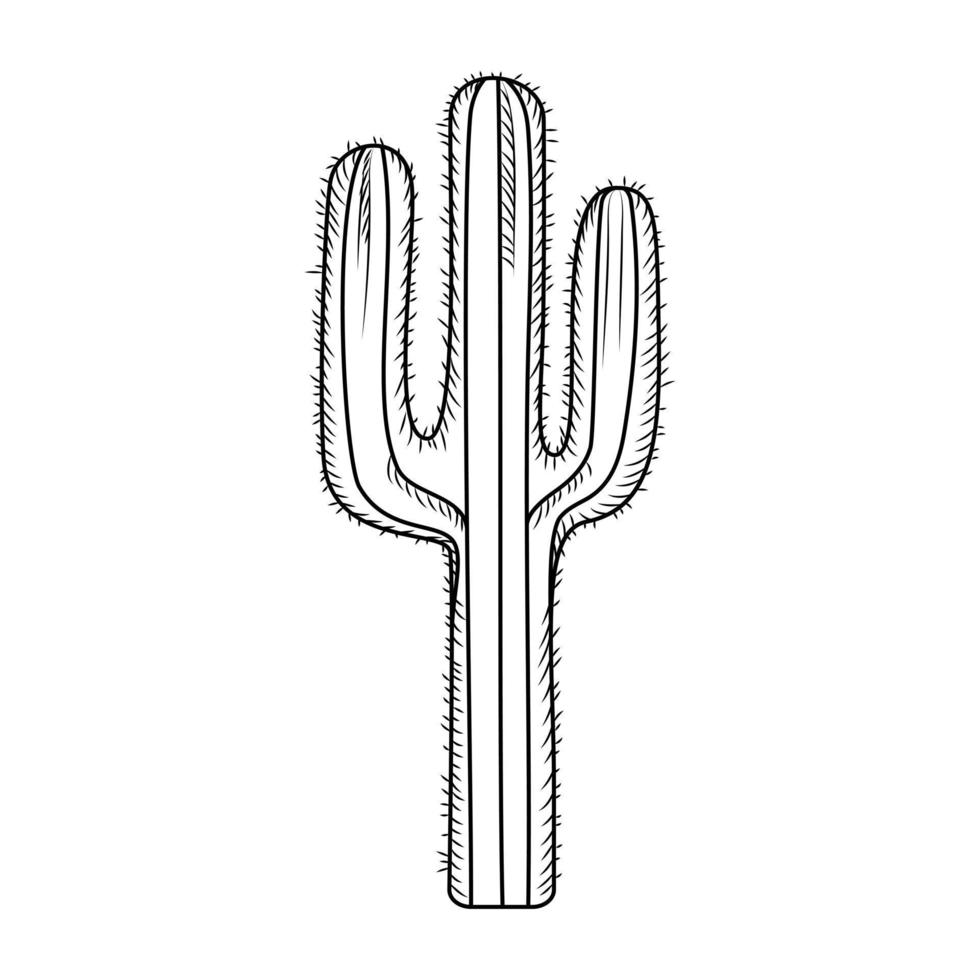 cactus dessiné à la main isolé sur fond blanc. gravure de style vintage. vecteur