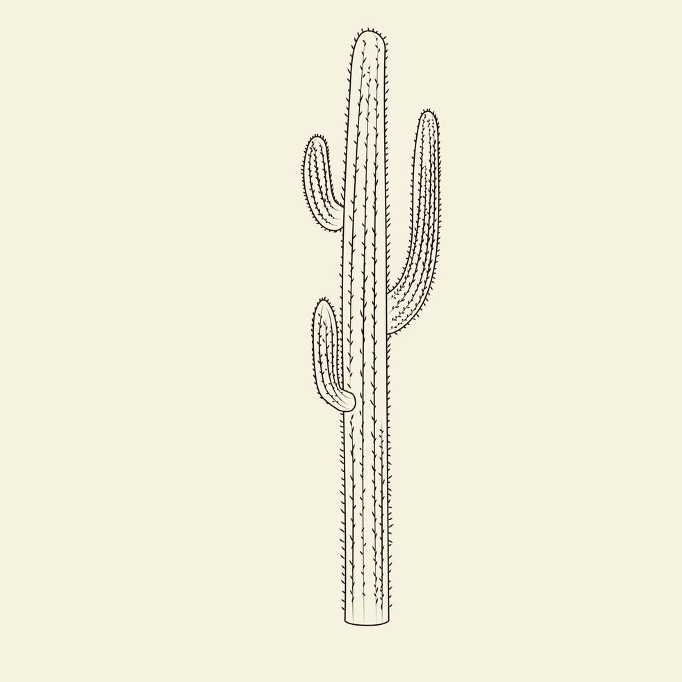 croquis de cactus saguaro sauvage. cactus dessiné à la main isolé sur fond clair. vecteur
