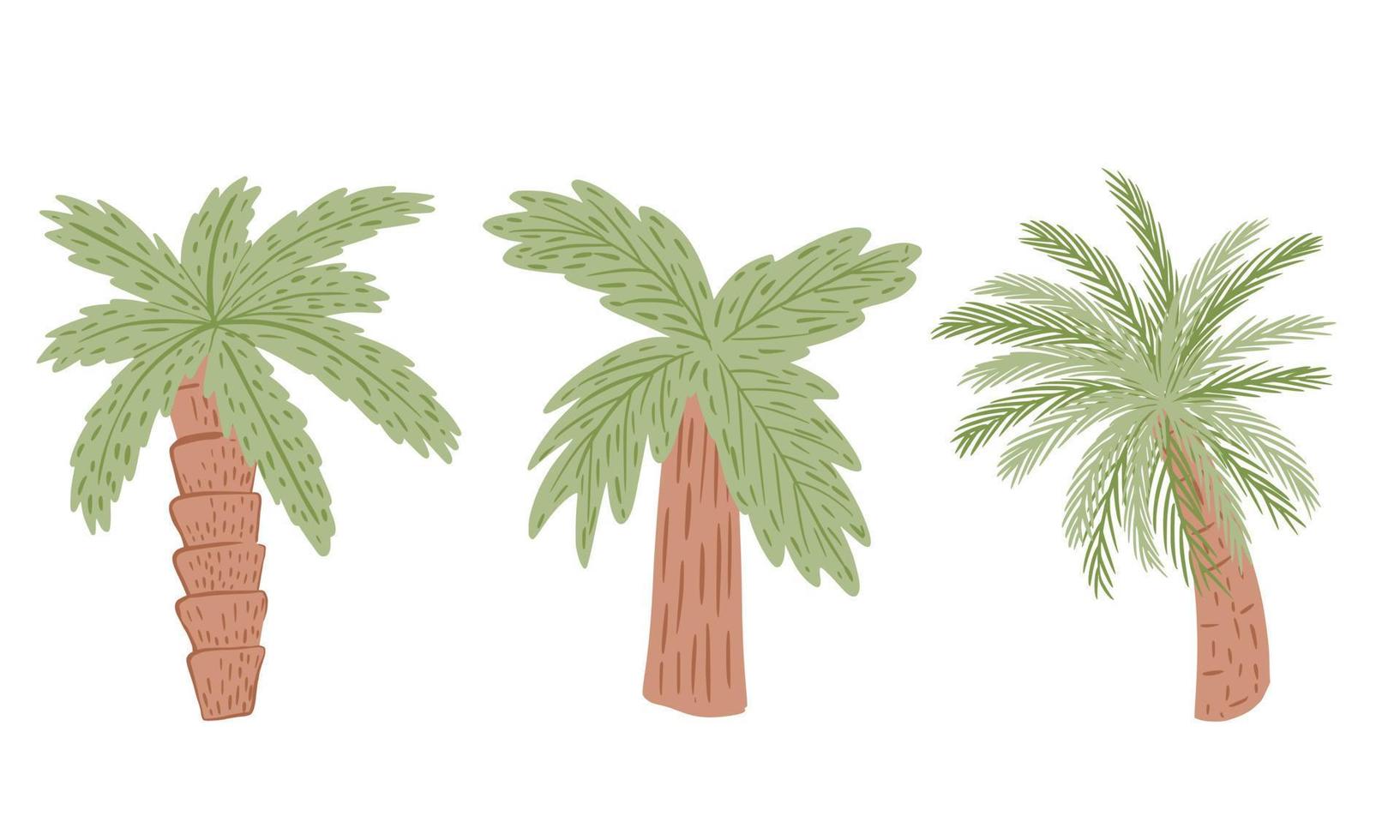 définir des palmiers isolés sur fond blanc. plante tropicale abstraite avec feuillage vert et tronc d'arbre brun. vecteur