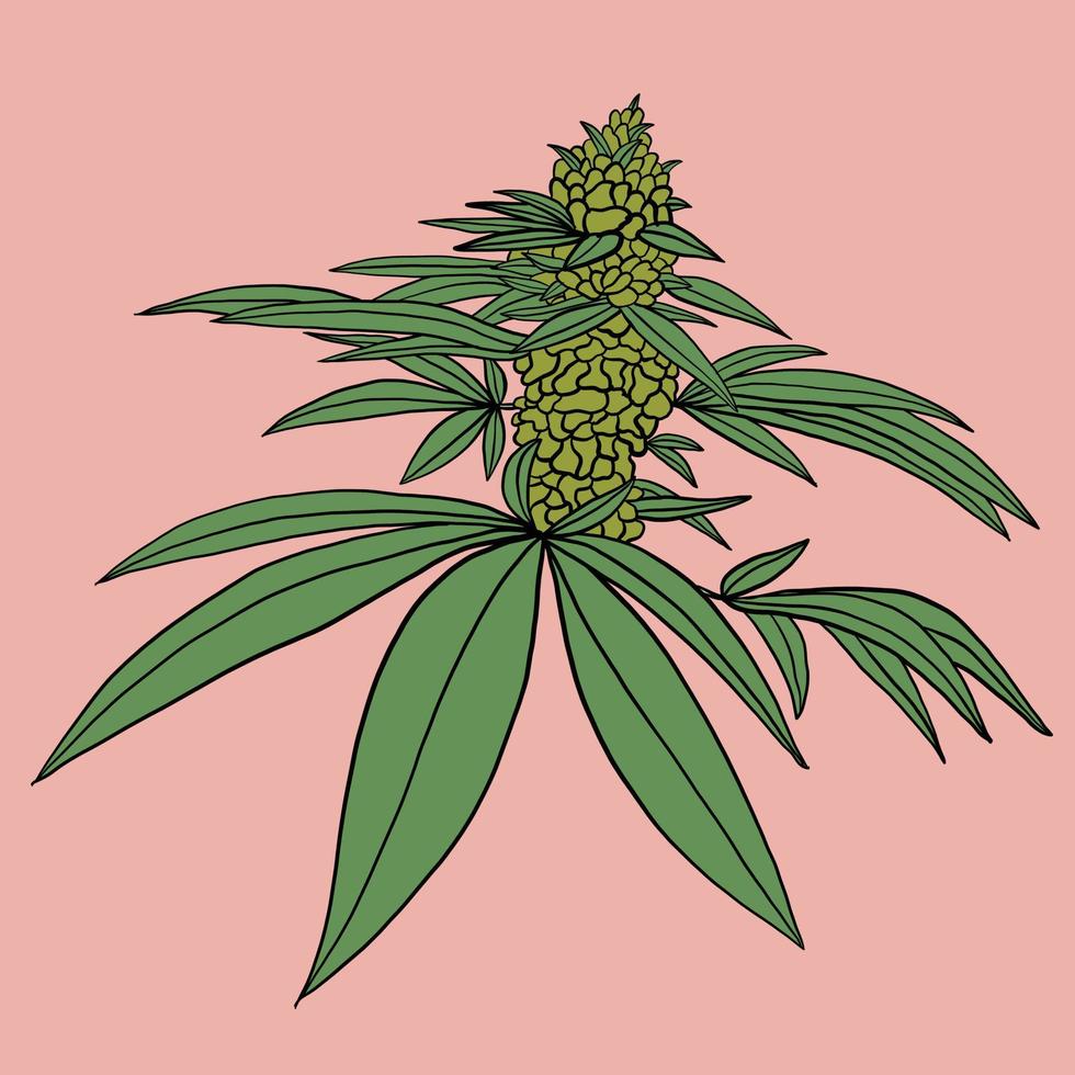conception plate de dessin à main levée de feuille de cannabis de simplicité. vecteur