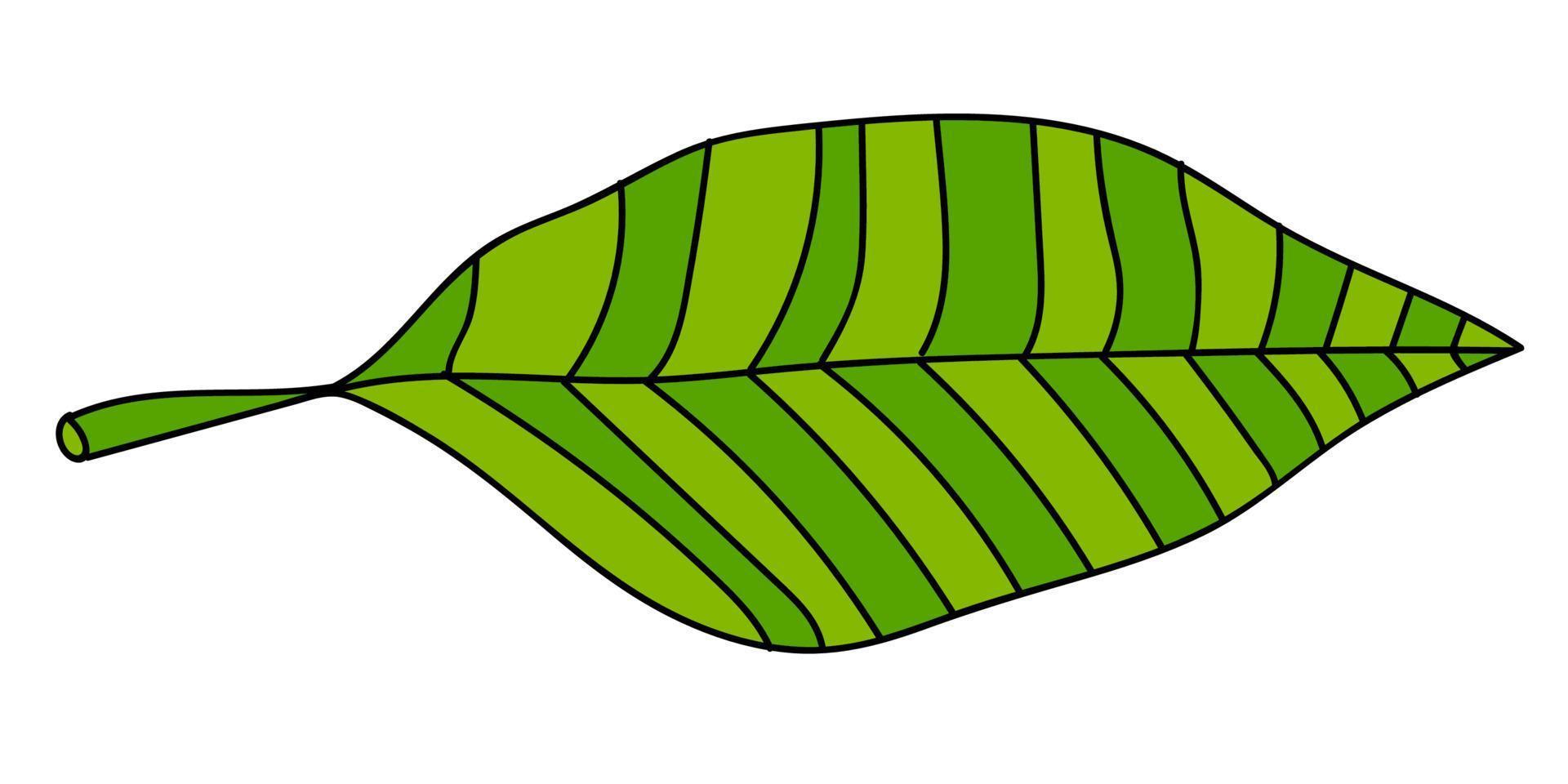 feuille de palmier doodle linéaire de dessin animé isolé sur fond blanc. vecteur