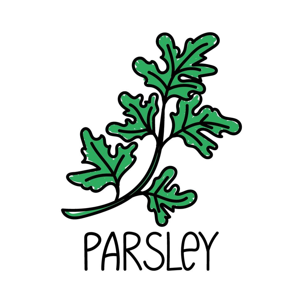 persil, élément dessiné dans le style doodle. modèle de conception d'emballage logo et emblème - épices et herbes - brin de persil. logo dans un style linéaire à la mode. vecteur