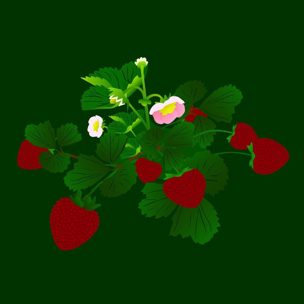 fraisier isolé sur fond vert. vecteur