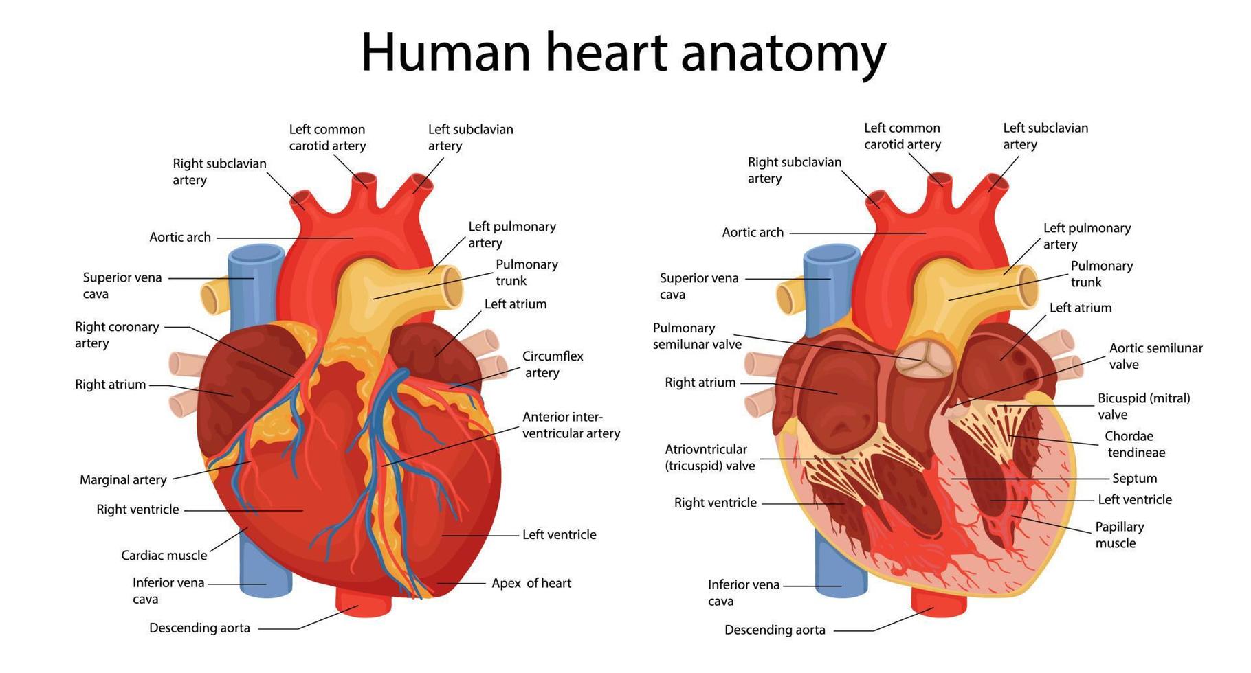 une illustration dessinée à la main de l'anatomie du cœur humain avec les principales parties indiquées. illustration vectorielle en style cartoon vecteur