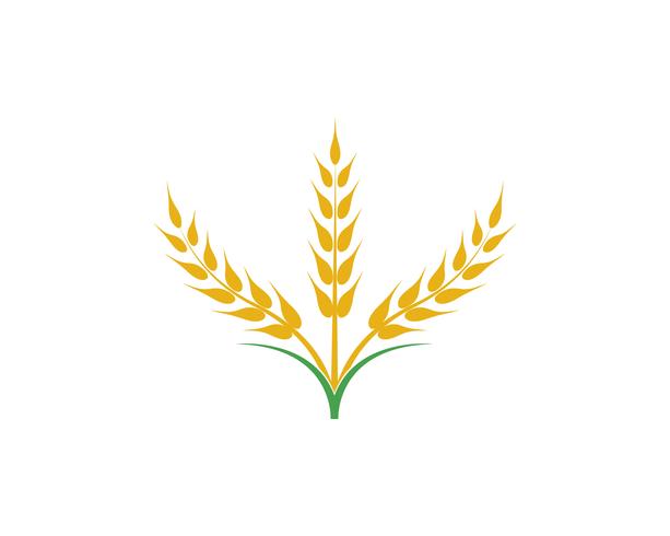 Vecteur de blé d&#39;agriculture