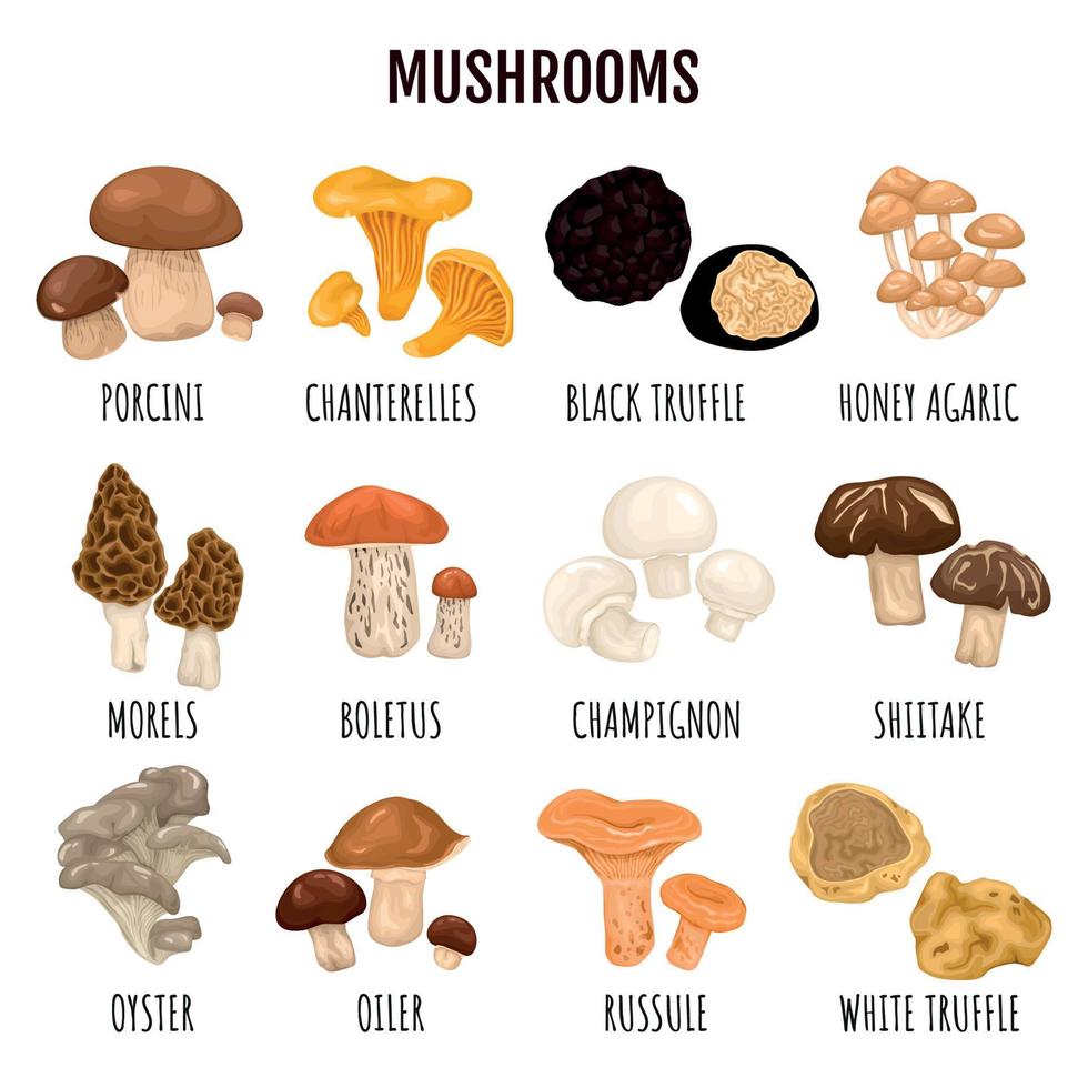 ensemble d'infographie de champignons comestibles vecteur