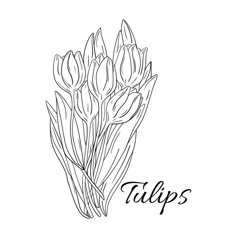 bouquet de tulipes dessin au trait dessiné à la main vecteur