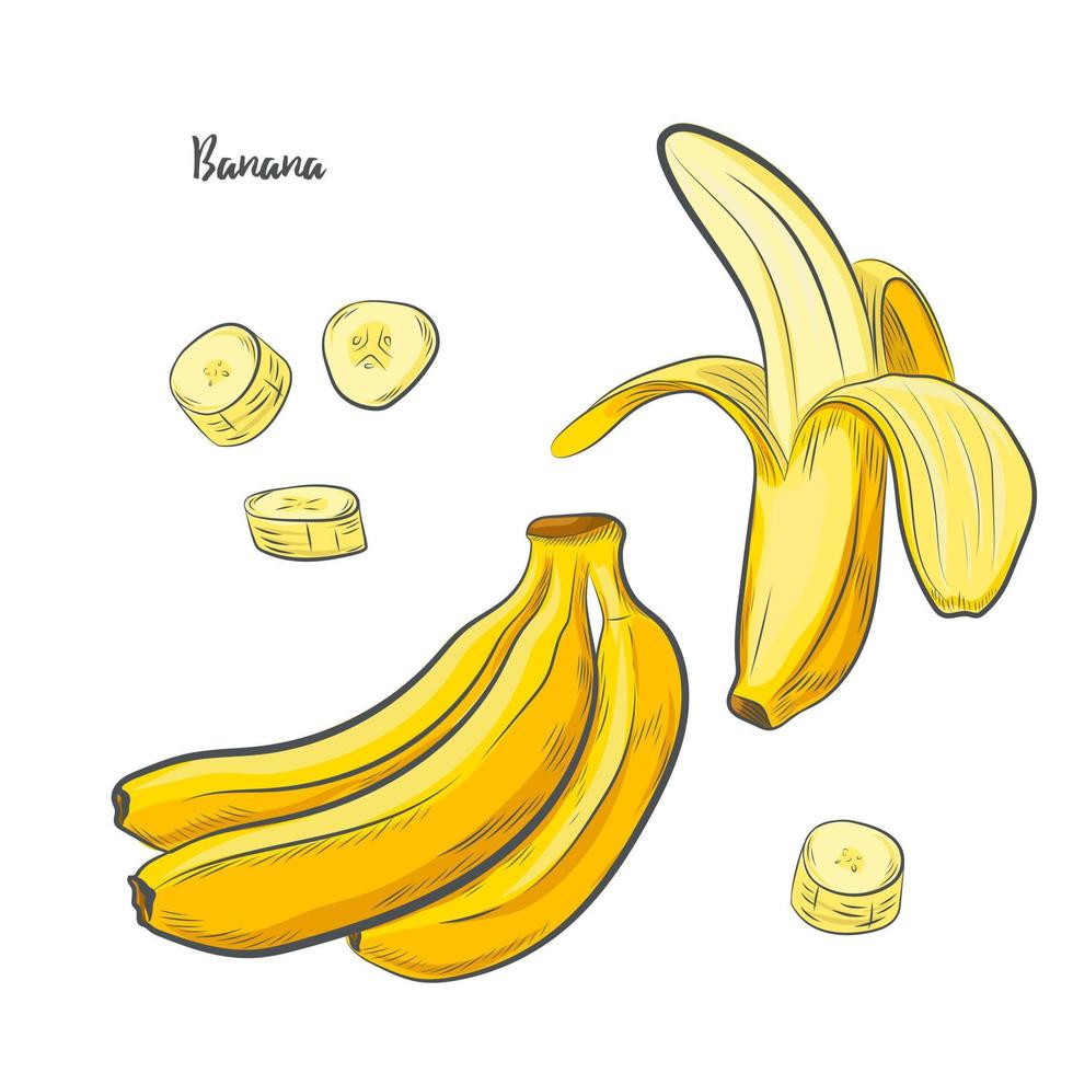 illustration vectorielle de banane fruits croquis. vecteur