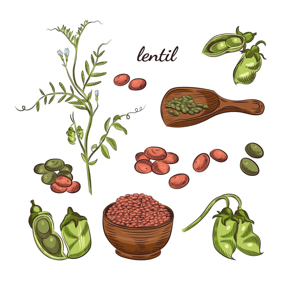 illustration dessinée à la main de plante de lentilles. vecteur