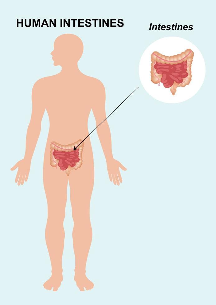 Anatomie de l'intestin humain. l'organe interne humain. illustration vectorielle de l'anatomie des organes de l'intestin humain isolée sur fond blanc. vecteur