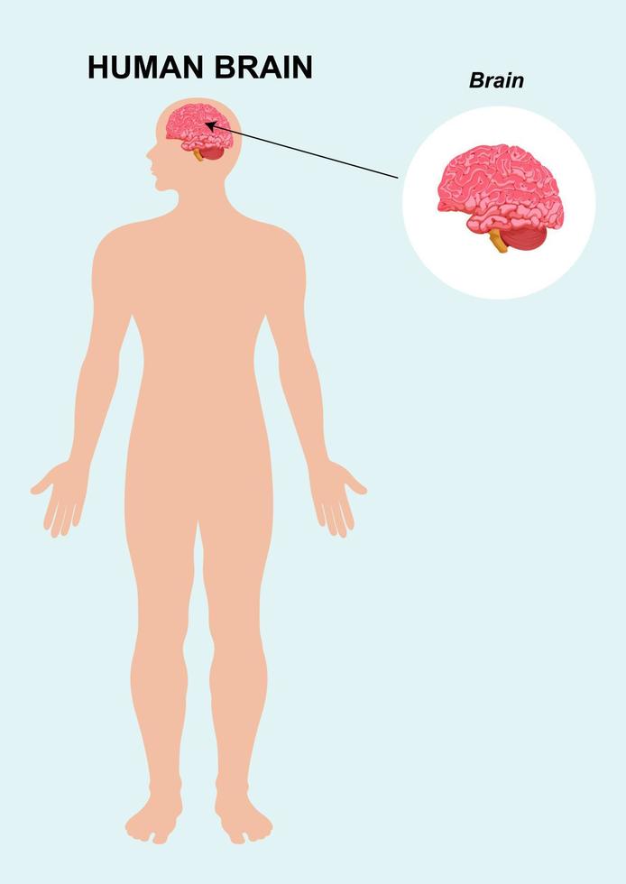 anatomie des organes du cerveau. anatomie des organes humains. cerveau humain. vecteur, illustration de dessin animé vecteur