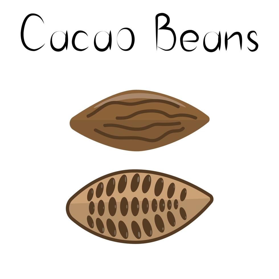 fèves de cacao. produit naturel de désintoxication sain. Complément alimentaire organik. super aliment pour l'homéopathie. illustration vectorielle de dessin animé vecteur