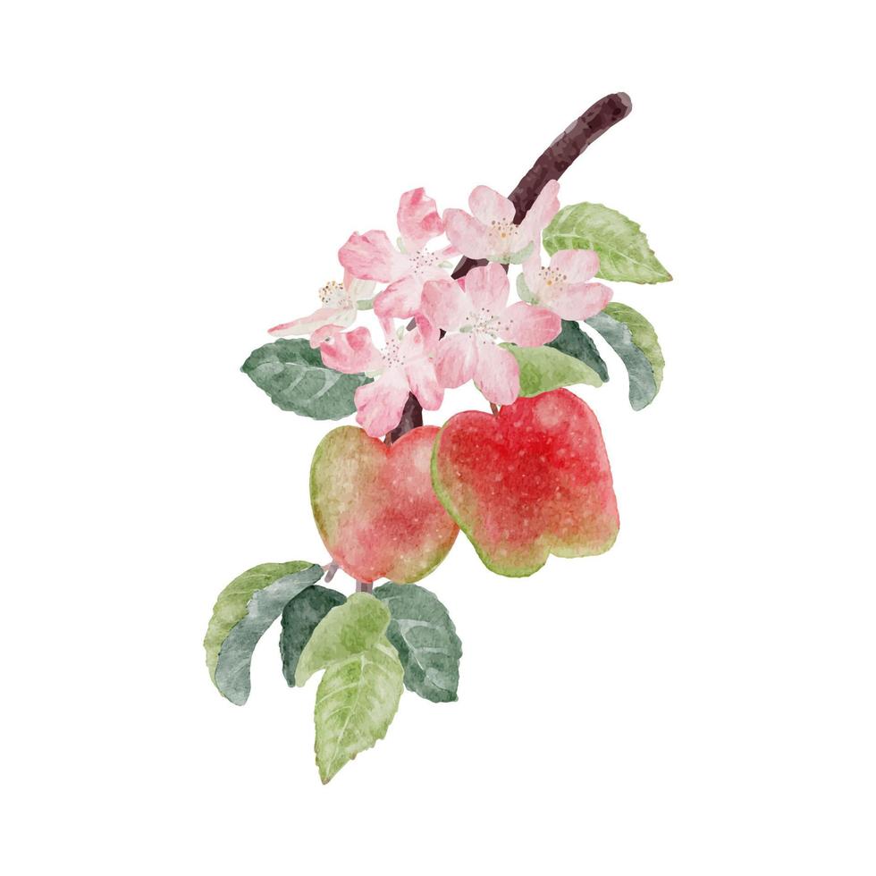 aquarelle pomme fruit et fleur fleur branche isolé sur fond blanc vecteur