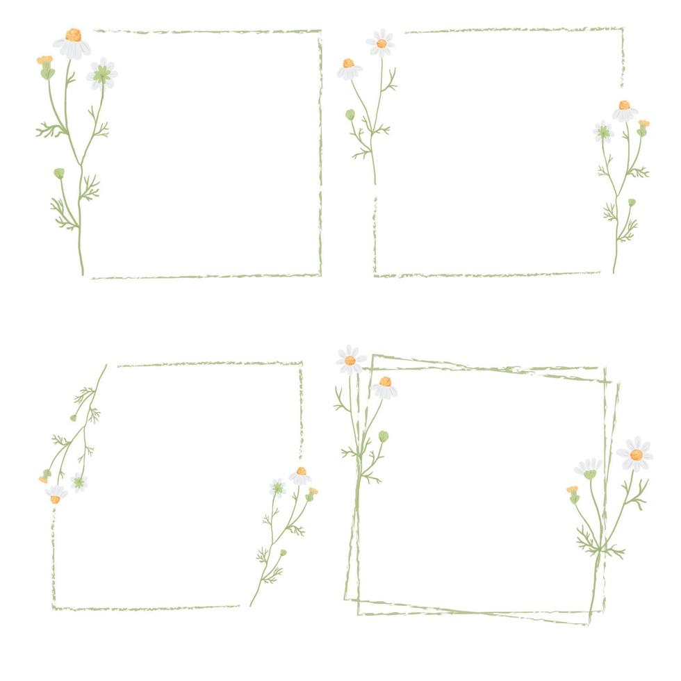 belle collection de cadres carrés de fleurs de camomille blanche minimale vecteur