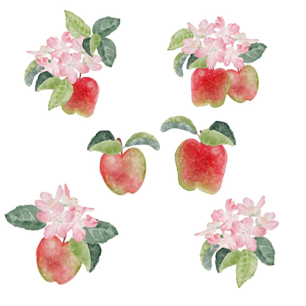 aquarelle pomme fruit et fleur fleur branche isolé sur fond blanc vecteur