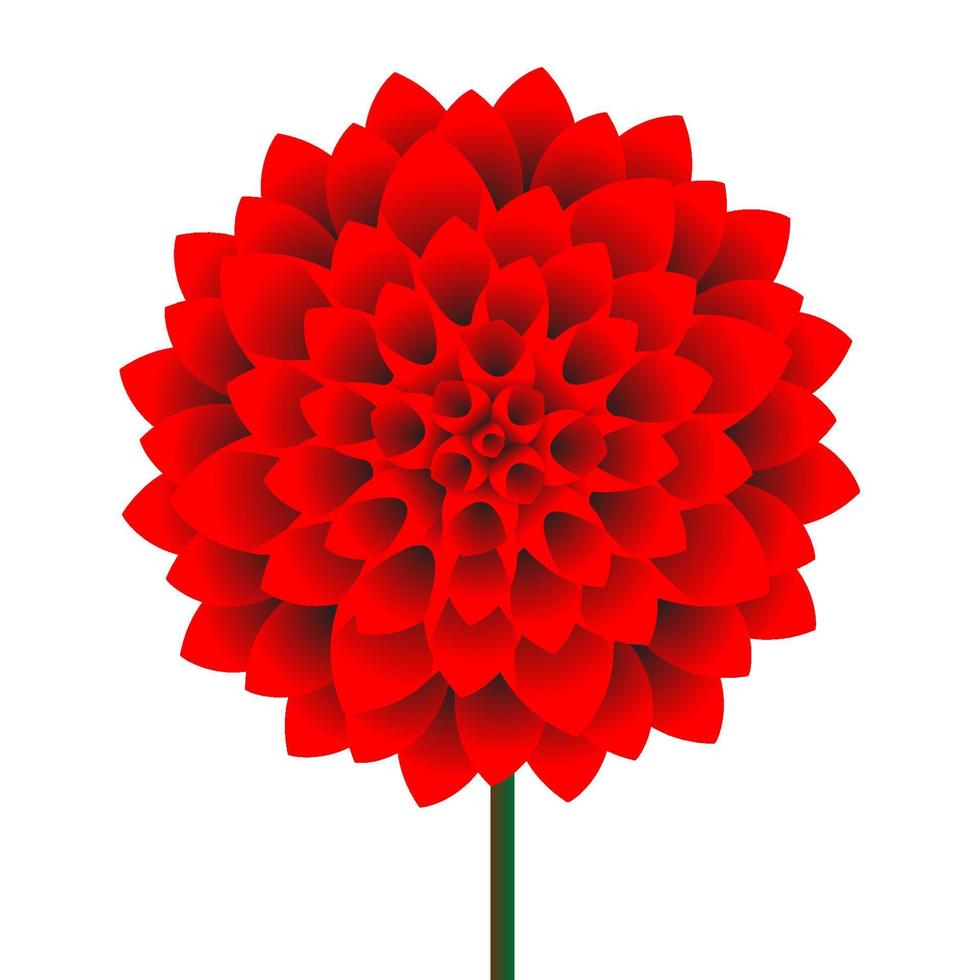 fleur de dahlia de vecteur