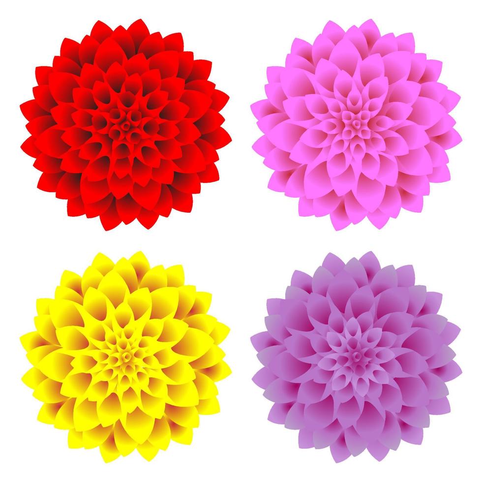 fleur de dahlia de vecteur