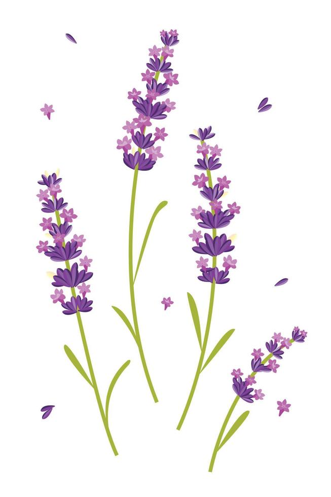 fleur de lavande violette vecteur, détente et paix vecteur