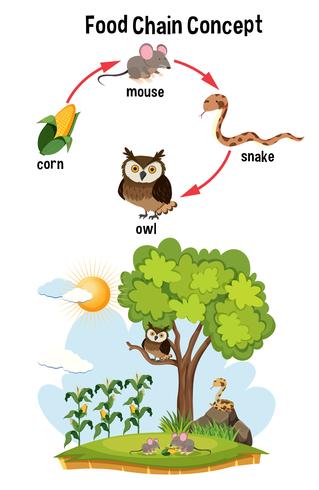 concept de chaîne alimentaire science vecteur