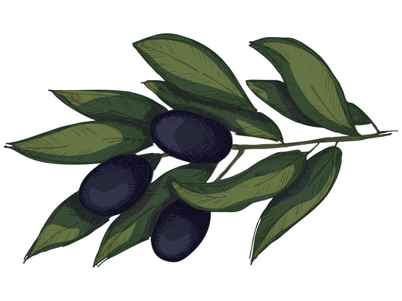 illustration vectorielle de branche d'olivier. clipart alimentaire écologique dessiné à la main coloré isolé sur fond blanc. vecteur