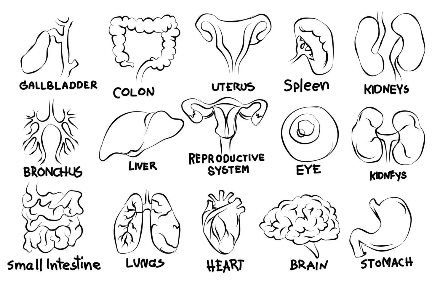 organes humains, plat, icônes, ensemble, croquis, noir blanc vecteur