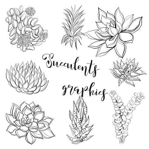 Succulentes. Graphique. Livre de coloriage. Noir. Illustration vectorielle vecteur