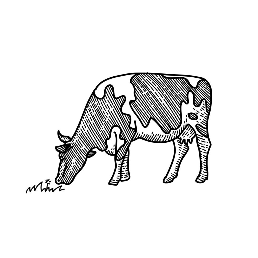 jeune vache mangeant de l'herbe vector illustration dessinée à la main. dessin adapté à la conception d'étiquettes, aux illustrations éducatives et à la conception de papeterie. style gravé isolé sur fond blanc.