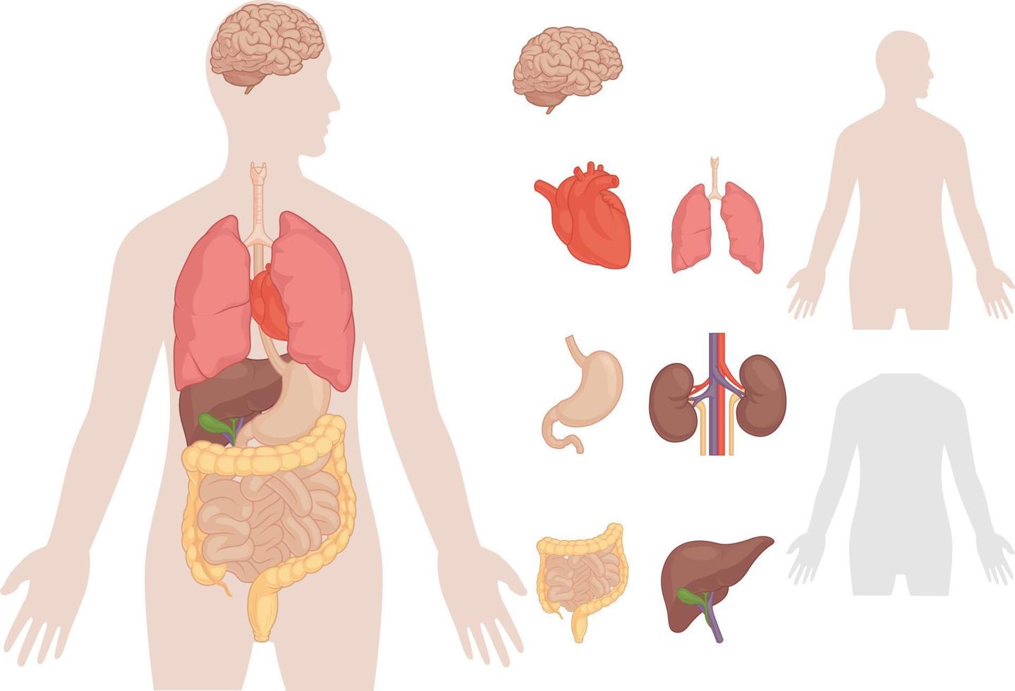 parties du corps humain anatomie organes ensemble isolé vecteur