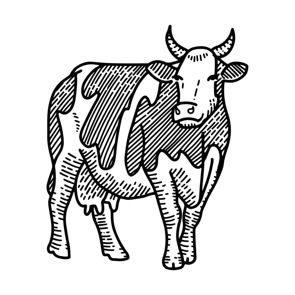 illustration vectorielle de gravure de vache tachetée dessinée à la main, isolée sur fond blanc. animal de ferme avec croquis de cornes. vecteur