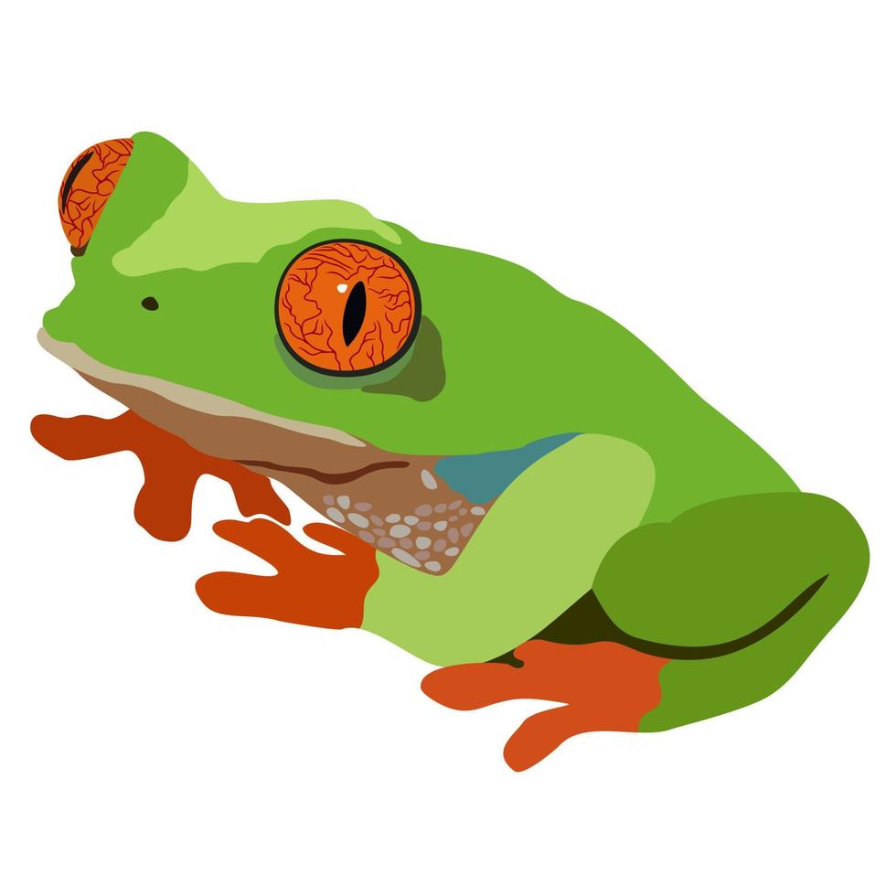 grenouille. illustration vectorielle isolée. vecteur