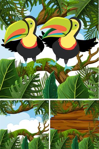 Scènes de forêt avec des oiseaux toucan vecteur